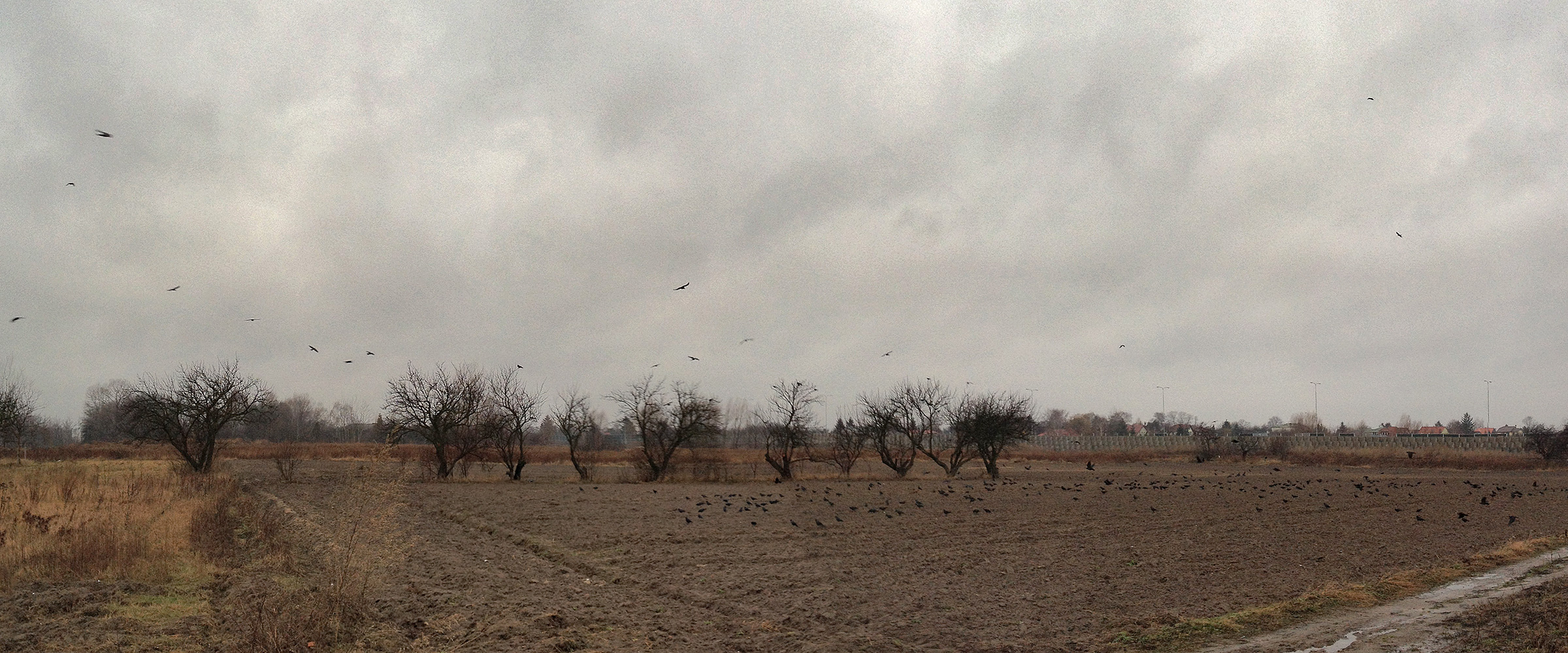 PANORAMA DIARY | Iphoneography blog | Crows and ravens