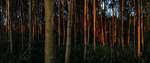 PANORAMA DIARY | Iphoneography blog | Forest fire