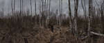 PANORAMA DIARY | Iphoneography blog | Autumn birch forest