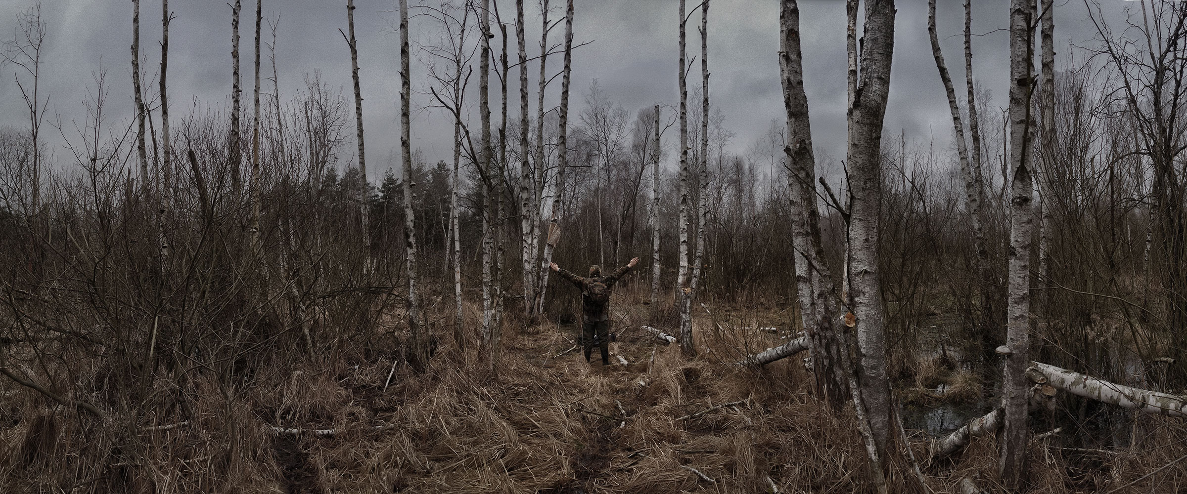 PANORAMA DIARY | Iphoneography blog | Autumn birch forest
