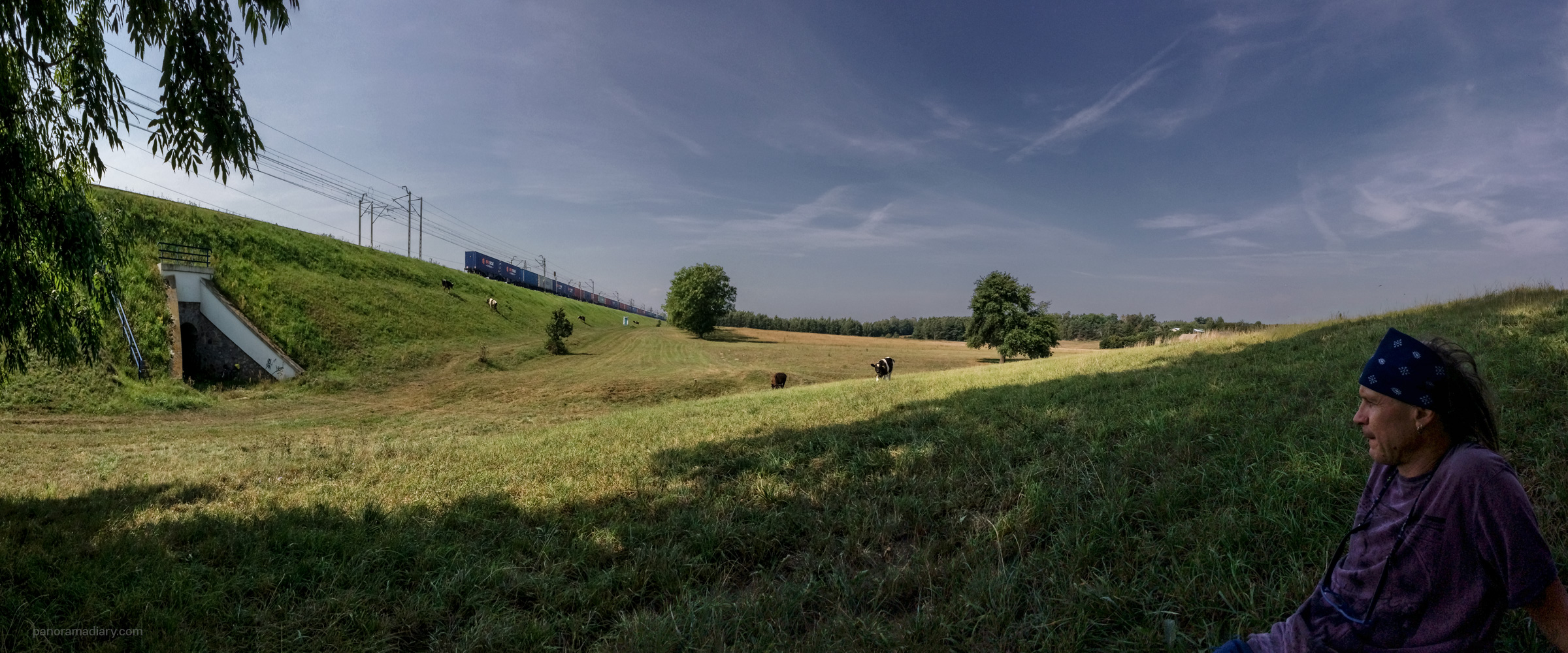 Cows and trains | PANORAMA DIARY