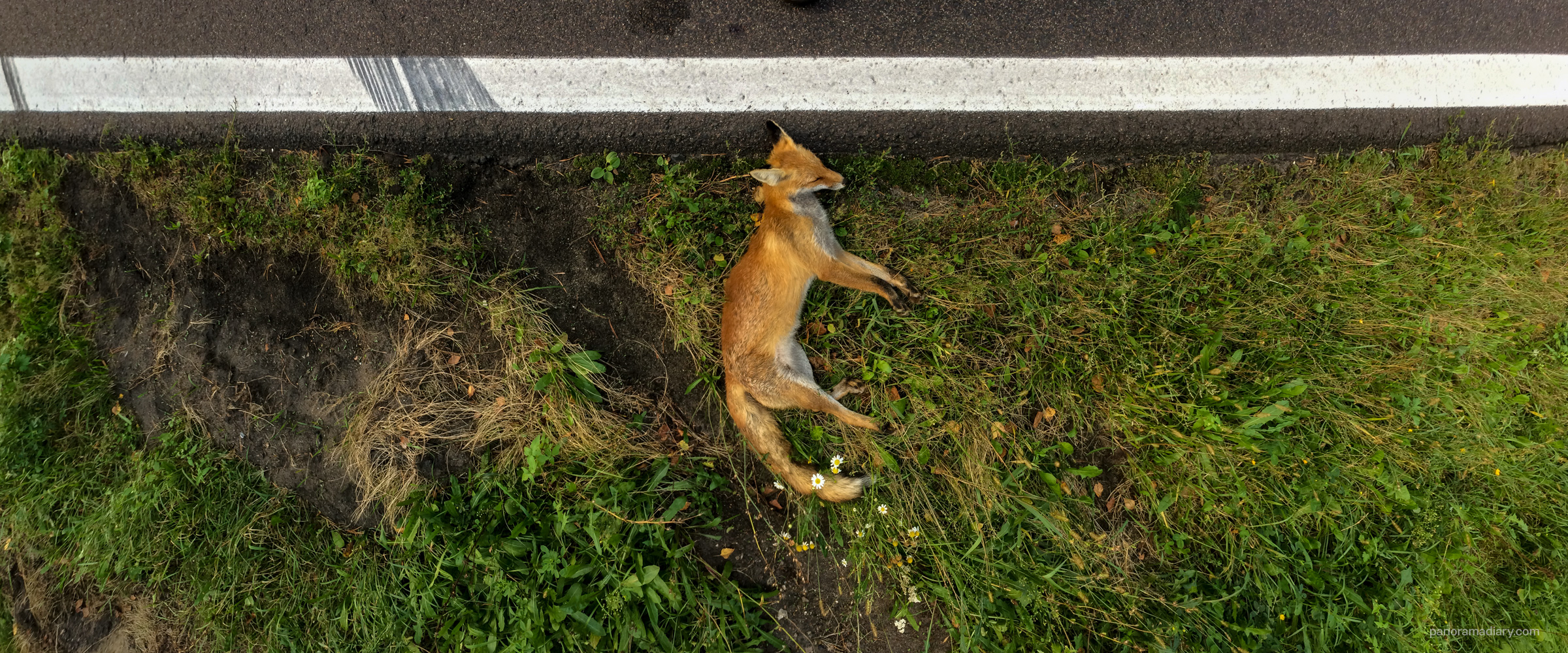 Dead fox by the road | PANORAMA DIARY