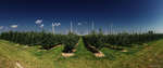 Apple trees orchard | PANORAMA DIARY